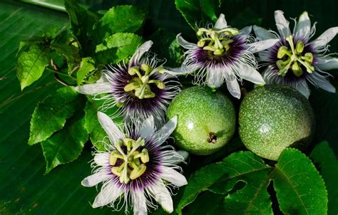 how to eat passion fruit leaves